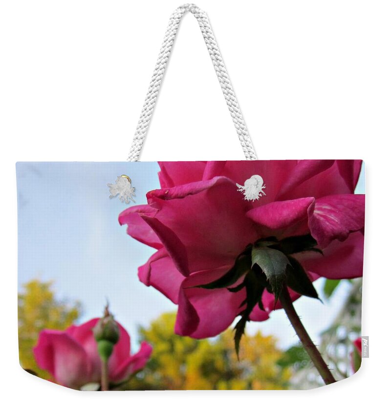 Pink Double Knockout Roses Weekender Tote Bag featuring the photograph Upward Roses by MTBobbins Photography