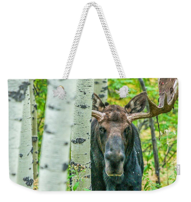 Moose Weekender Tote Bag featuring the photograph Vagabond Saddle by Kevin Dietrich