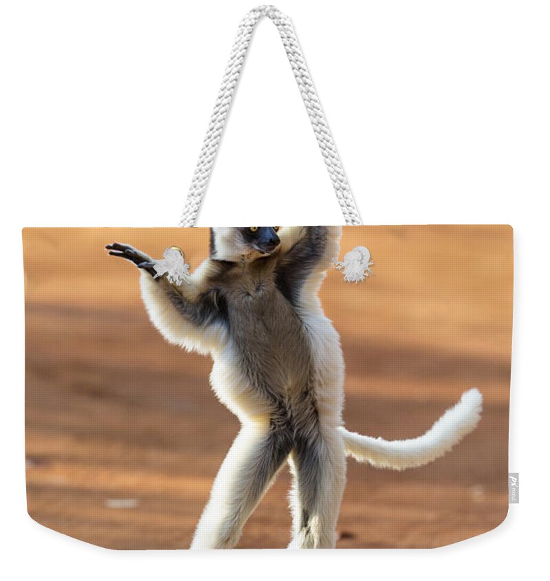Feb0514 Weekender Tote Bag featuring the photograph Verreauxs Sifaka Hopping Madagascar by Konrad Wothe