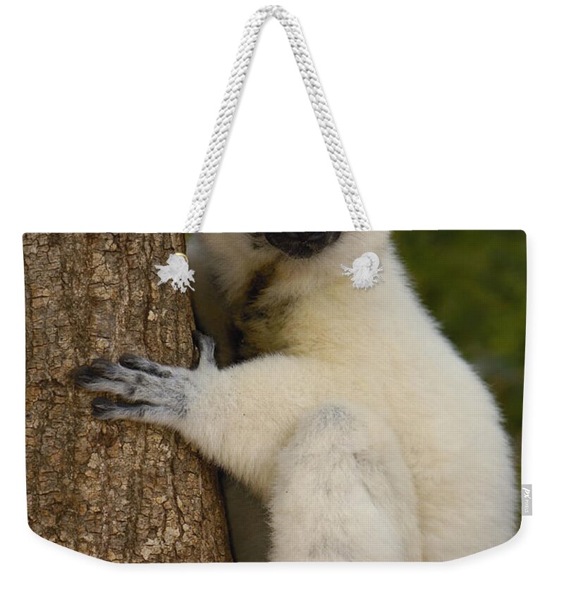 Feb0514 Weekender Tote Bag featuring the photograph Verreauxs Sifaka Portrait Berenty by Pete Oxford