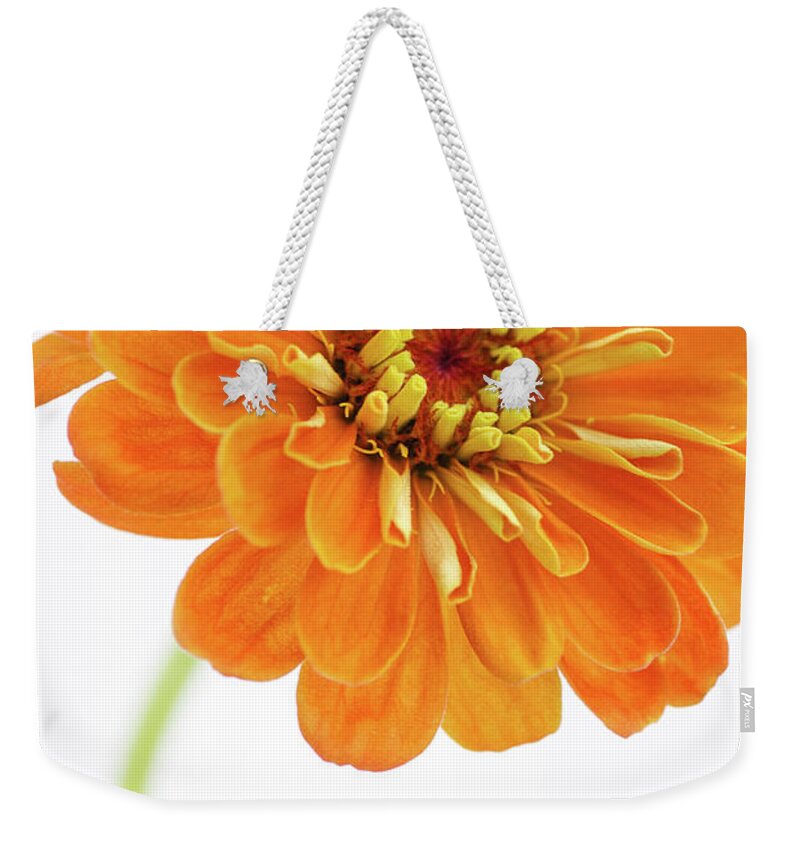 Orange Color Weekender Tote Bag featuring the photograph Vibrant Orange Zinnia Flower by Julie Sumner