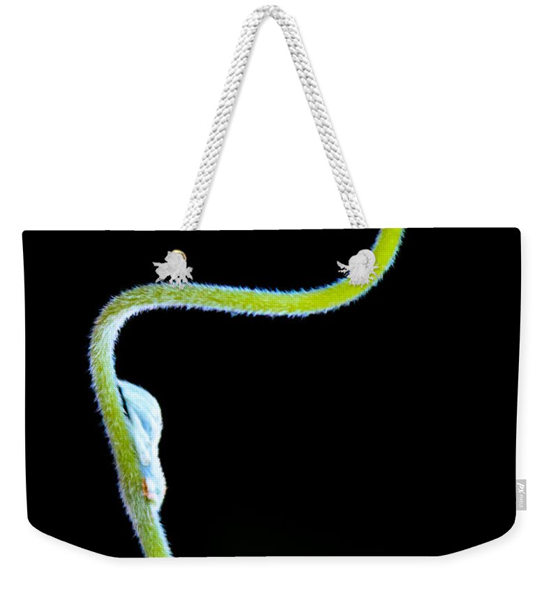  Biology Weekender Tote Bag featuring the photograph Vine and new flower by Bob Orsillo