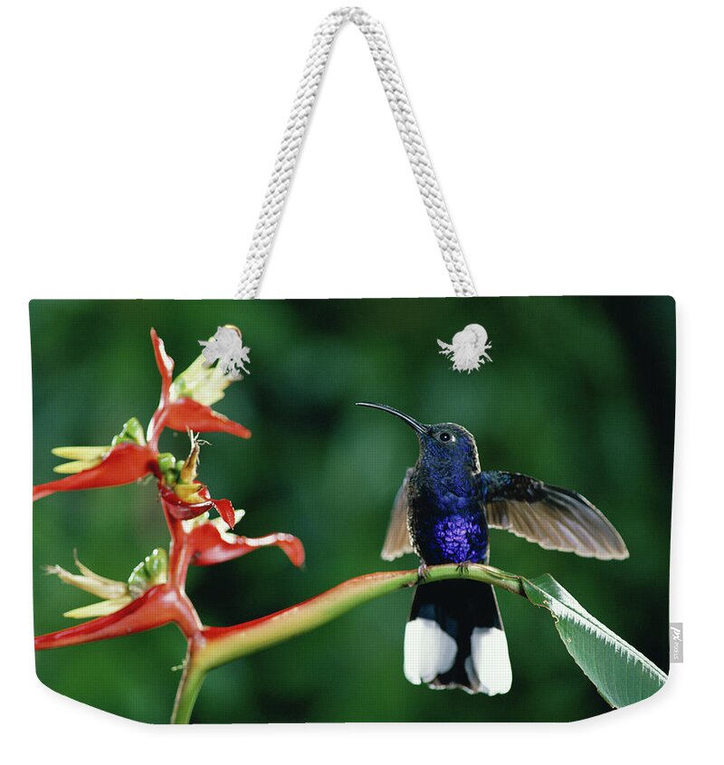 Mp Weekender Tote Bag featuring the photograph Violet Sabre-wing Hummingbird by Michael and Patricia Fogden