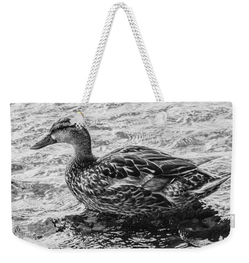 Black And White Weekender Tote Bag featuring the photograph Wading Female Mallard by Allan Morrison