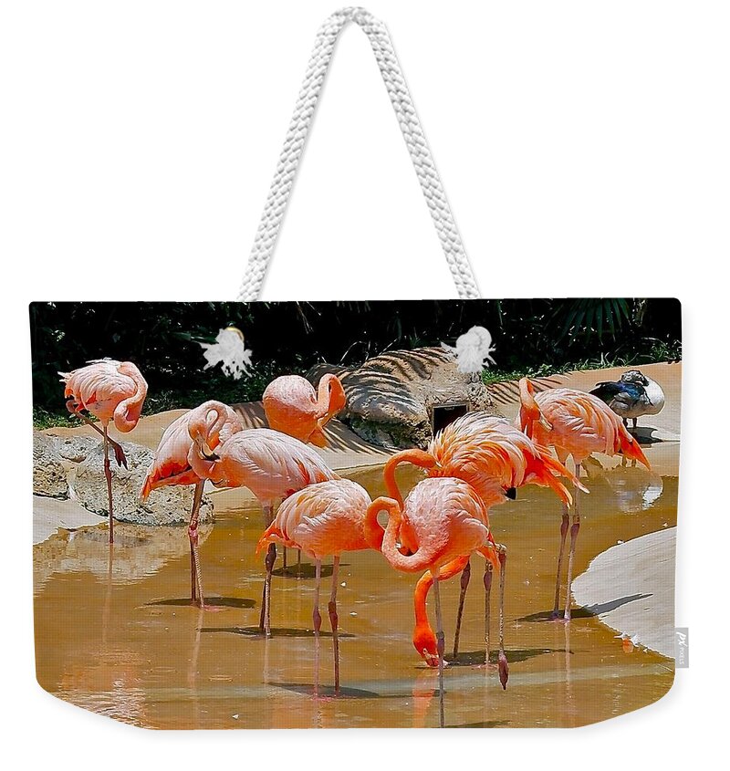 Flamingo Weekender Tote Bag featuring the photograph Waikiki Flamingos by Michele Myers