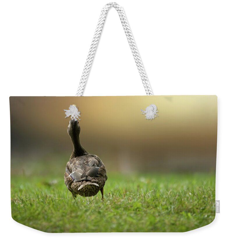 Duck Weekender Tote Bag featuring the photograph Wait for me by Brent L Ander