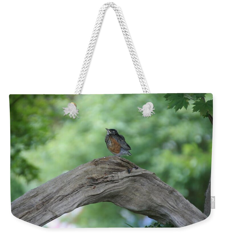 Bird Weekender Tote Bag featuring the photograph Baby Robin Waiting for Mom by Valerie Collins
