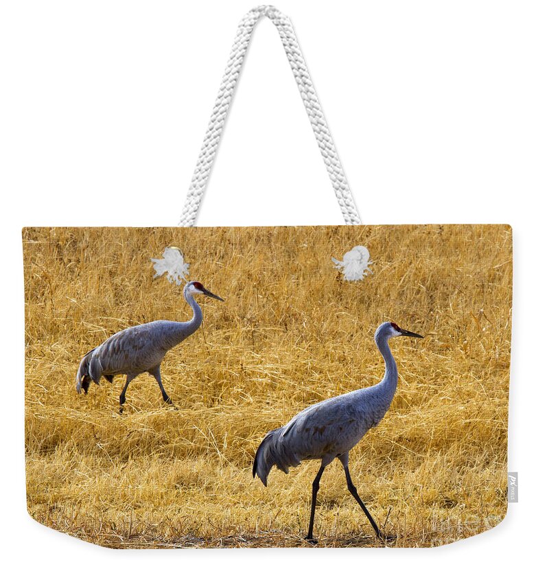 Sandhill Crane Weekender Tote Bag featuring the photograph Walk this Way by Michael Dawson