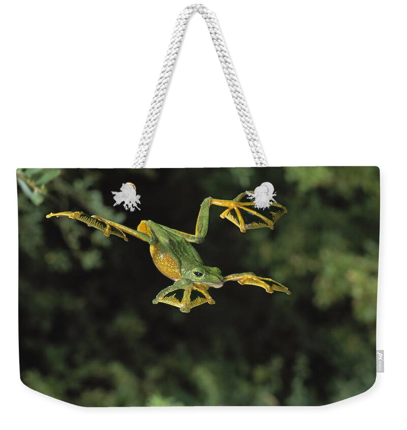 Animal Weekender Tote Bag featuring the photograph Wallaces Flying Frog by Stephen Dalton