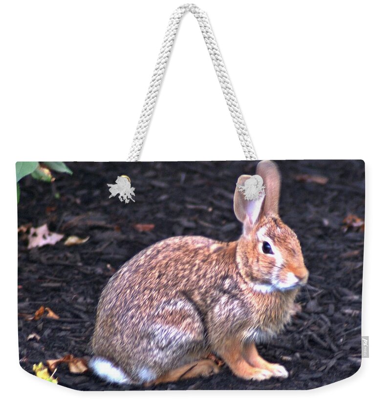 Bunny Weekender Tote Bag featuring the photograph Wascal by Joe Faherty