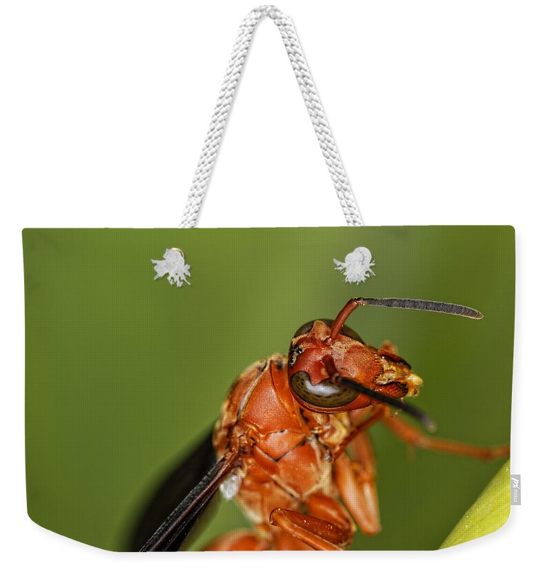 Wasp Weekender Tote Bag featuring the photograph Wasp 1 by Jonathan Davison