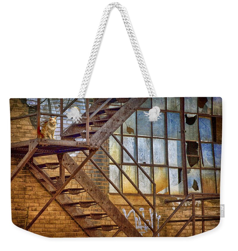 Urban Weekender Tote Bag featuring the photograph Watchcat by Nikolyn McDonald
