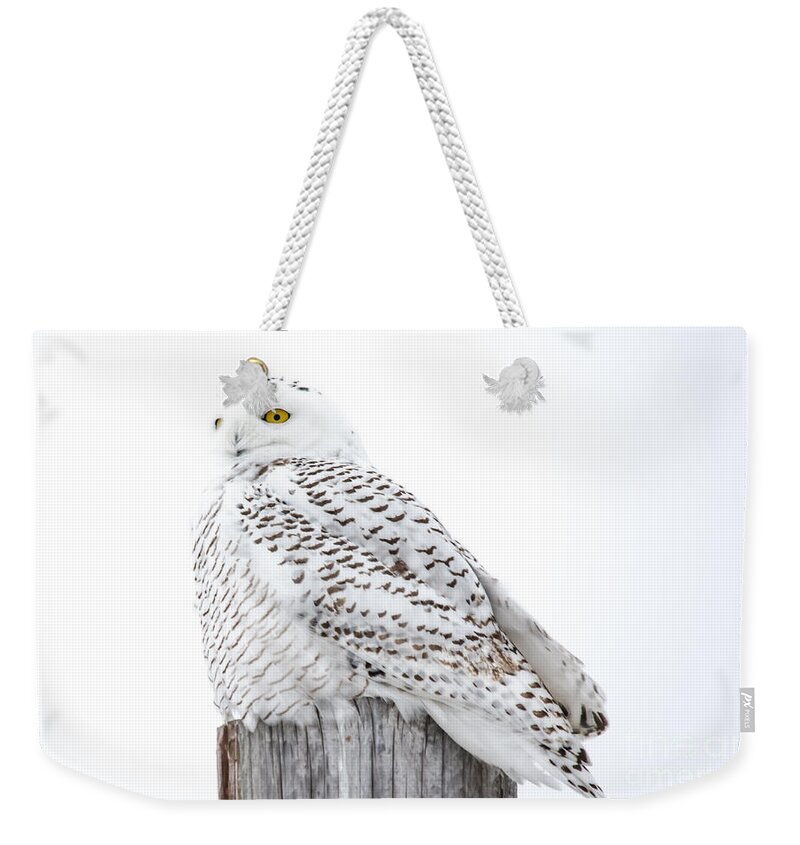 Field Weekender Tote Bag featuring the photograph Watching Snowy Owl by Cheryl Baxter