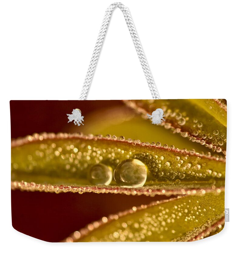 Water Drops Weekender Tote Bag featuring the photograph Water Drops on Leaves by Peggy Collins