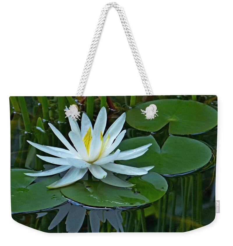 Lily Weekender Tote Bag featuring the photograph Water Lily and Reflection by Pete Trenholm