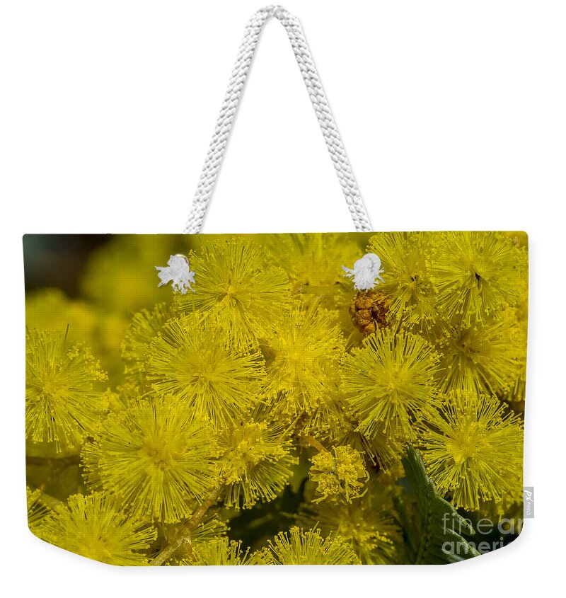 Australia Weekender Tote Bag featuring the photograph Wattle by Steven Ralser
