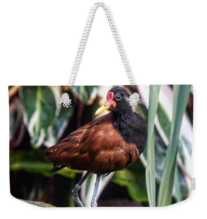 Granger Photography Weekender Tote Bag featuring the photograph Wattled Jacana by Brad Granger
