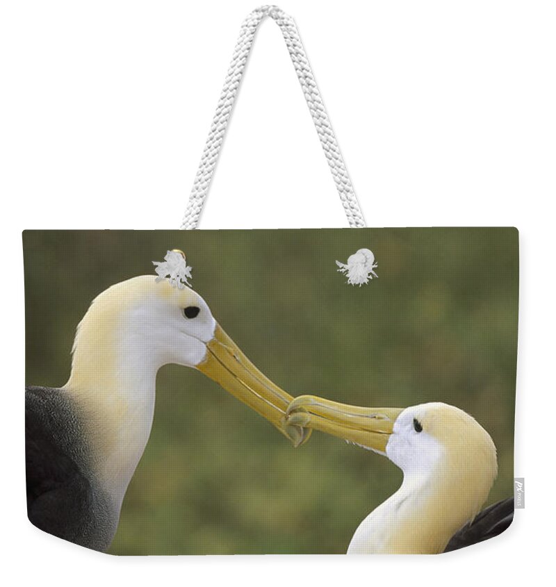 Feb0514 Weekender Tote Bag featuring the photograph Waved Albatross Pair Bonding Galapagos by Tui De Roy