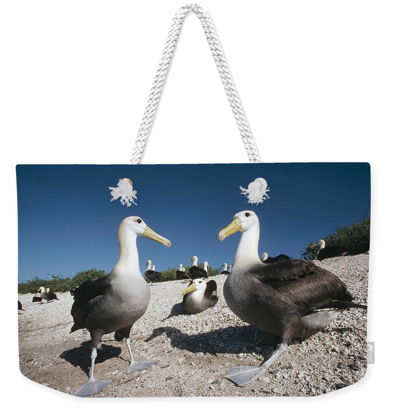 Feb0514 Weekender Tote Bag featuring the photograph Waved Albatrossed On Nesting Grounds by Tui De Roy