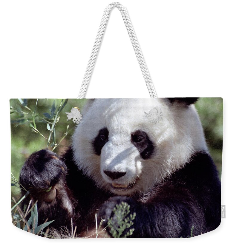 Ailuropoda Melanoleuca Weekender Tote Bag featuring the photograph Waving the Bamboo Flag by Liz Leyden