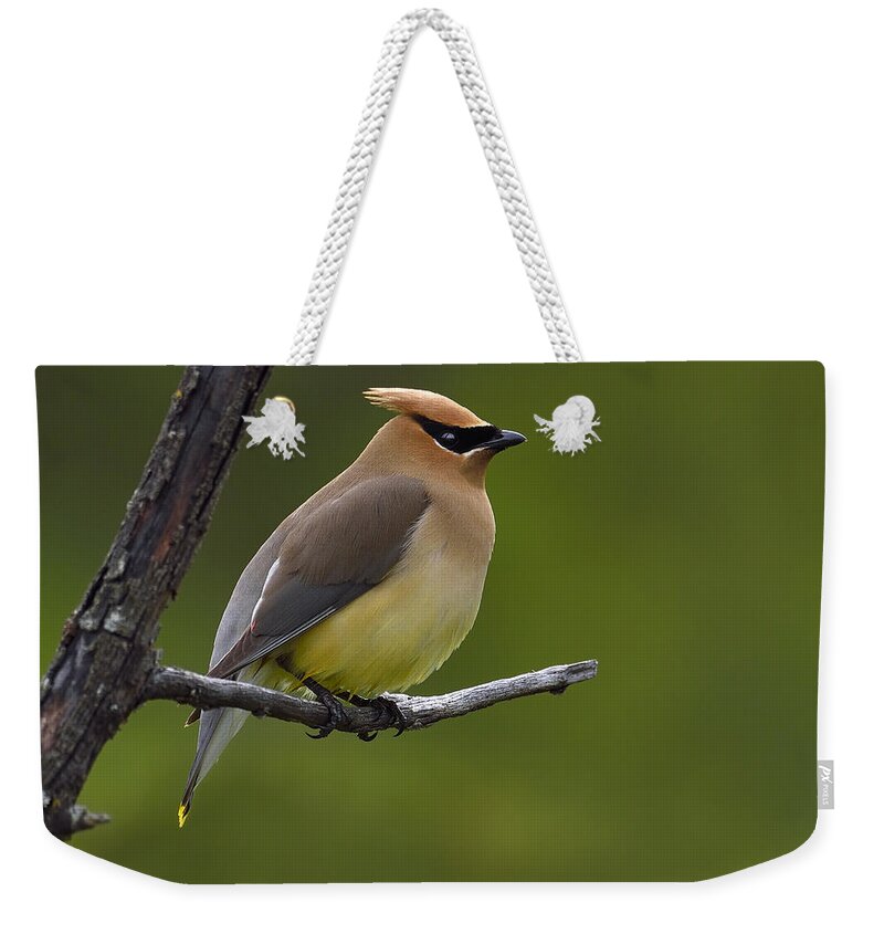 Cedar Waxwing Weekender Tote Bag featuring the photograph Wax On by Tony Beck