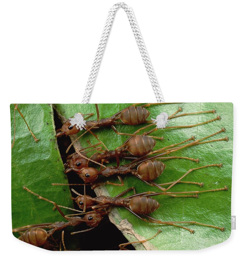 Feb0514 Weekender Tote Bag featuring the photograph Weaver Ants Hold Adjacent Leaf And Stem by Mark Moffett