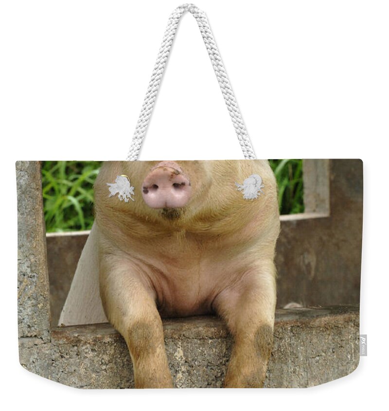 Pig Weekender Tote Bag featuring the photograph Well Hello There by Bob Christopher