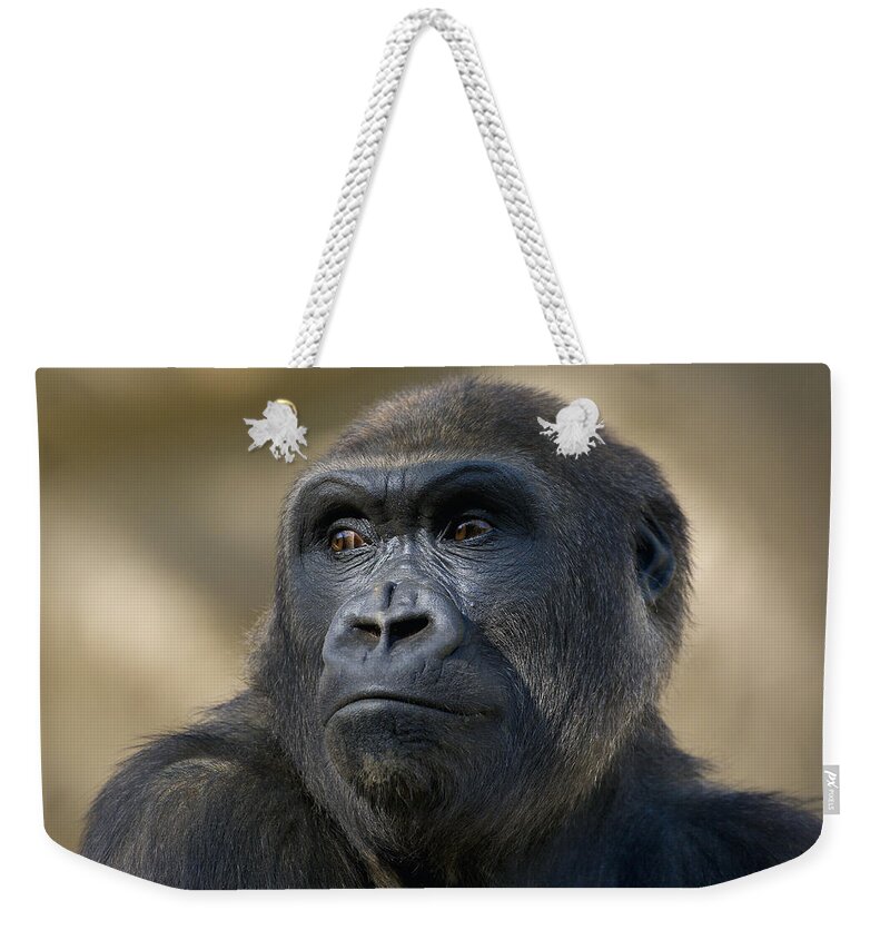 Feb0514 Weekender Tote Bag featuring the photograph Western Lowland Gorilla Portrait by San Diego Zoo