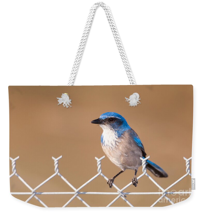 Clarence Holmes Weekender Tote Bag featuring the photograph Western Scrub-Jay I by Clarence Holmes