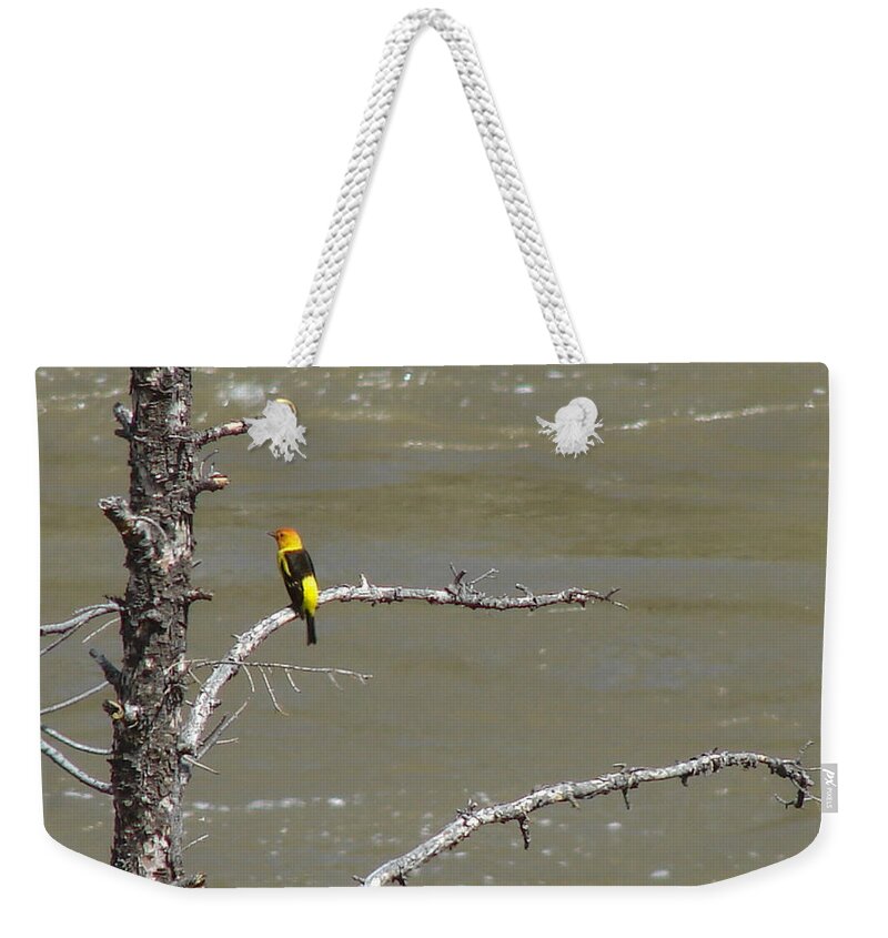 Birds Weekender Tote Bag featuring the photograph Western Tanager Profile by Carl Moore