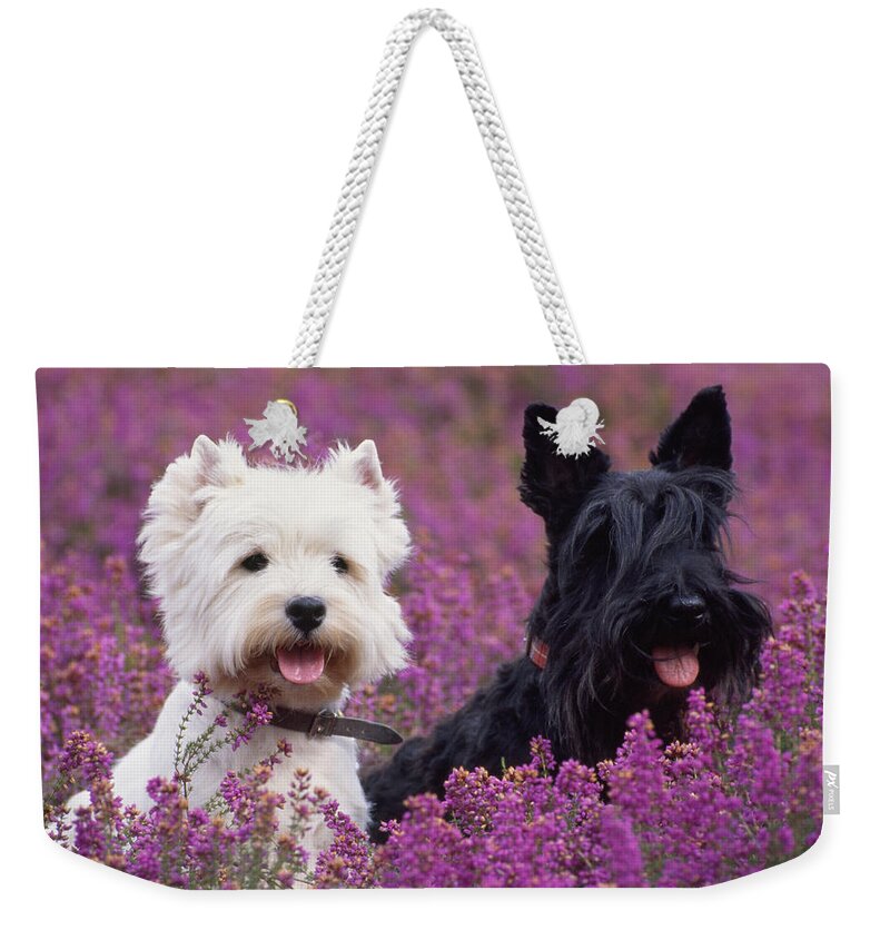 West Highland White Terrier Weekender Tote Bag featuring the photograph Westie And Scottie Dogs by John Daniels