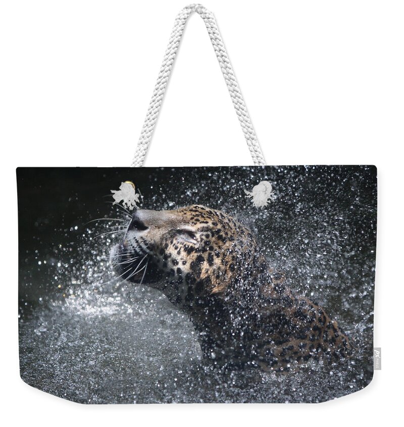 Singapore Weekender Tote Bag featuring the photograph Wet Jaguar by Shoal Hollingsworth