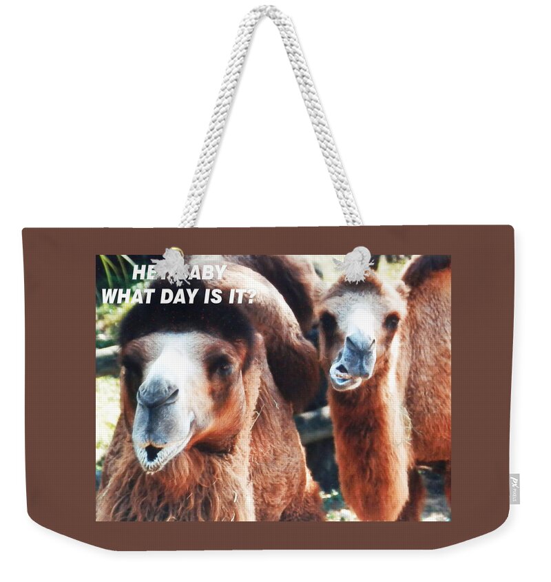 Two Brown Weekender Tote Bag featuring the photograph Camel What Day Is IT? by Belinda Lee