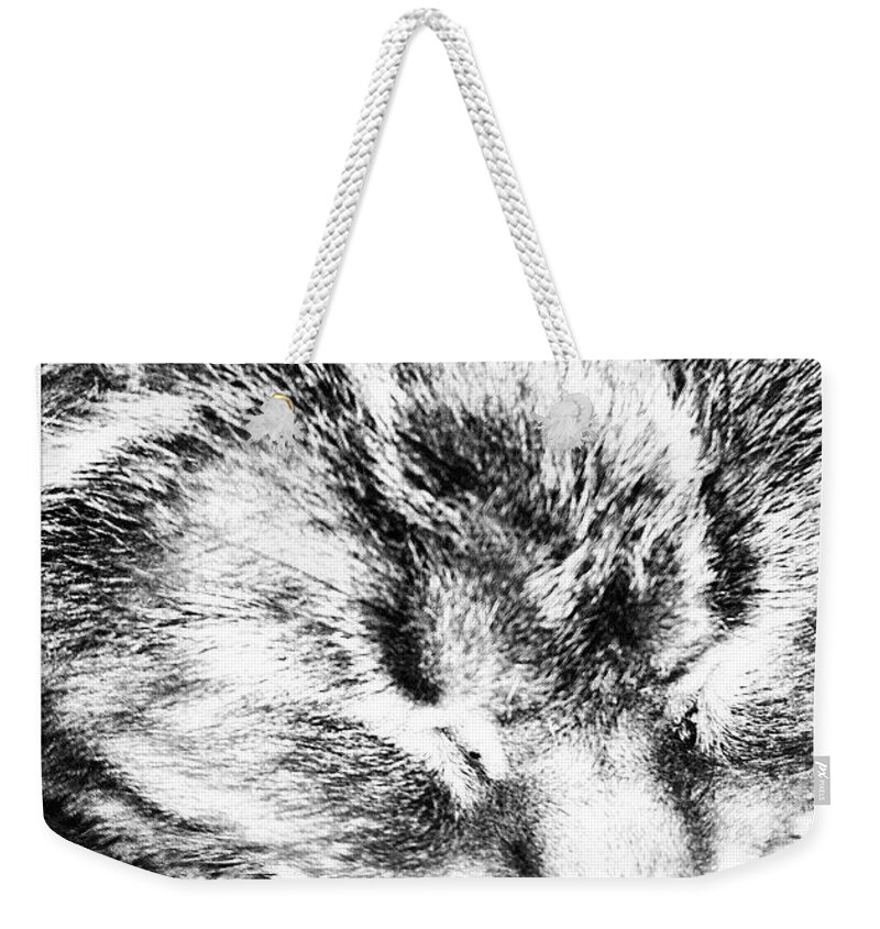 Cats Weekender Tote Bag featuring the photograph Whiskers by Stephanie Bland