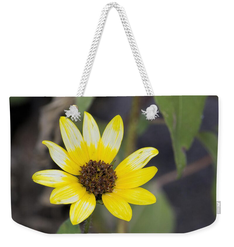 White And Yellow Sunflower Weekender Tote Bag featuring the photograph White and yellow sunflower by Becca Buecher
