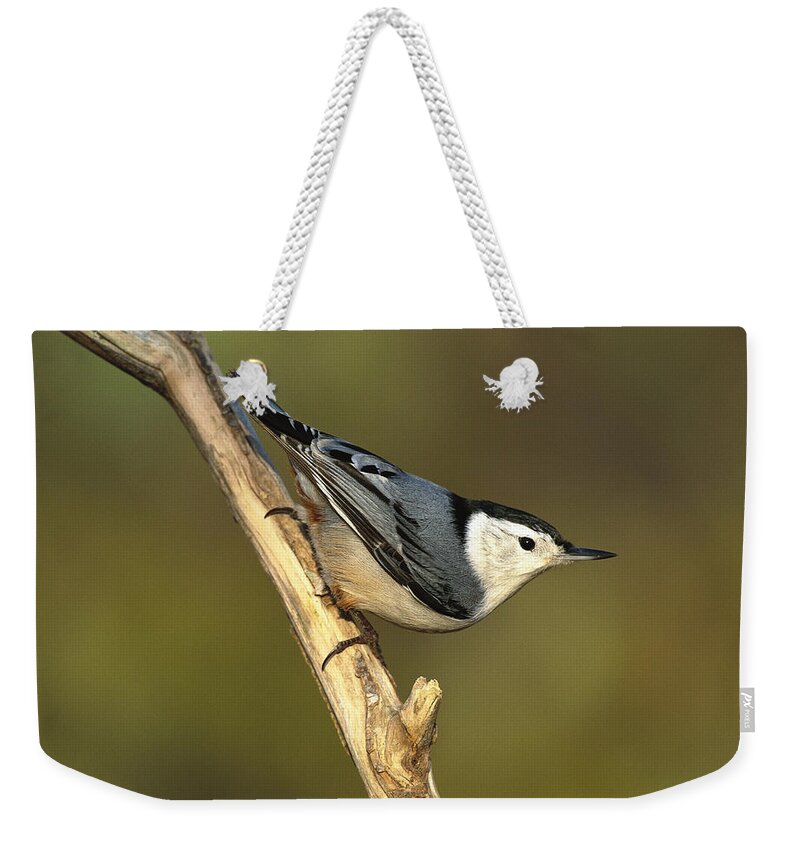Feb0514 Weekender Tote Bag featuring the photograph White-breasted Nuthatch Long Island by Tom Vezo