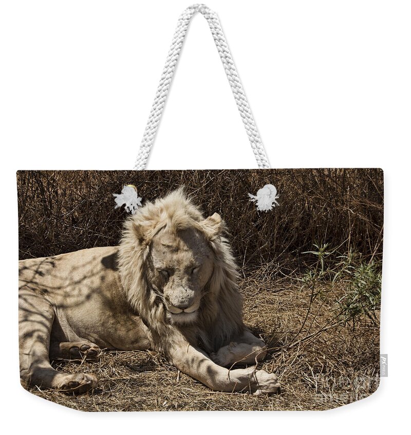 White Lion Weekender Tote Bag featuring the photograph White Lion Male-Africa V2 by Douglas Barnard