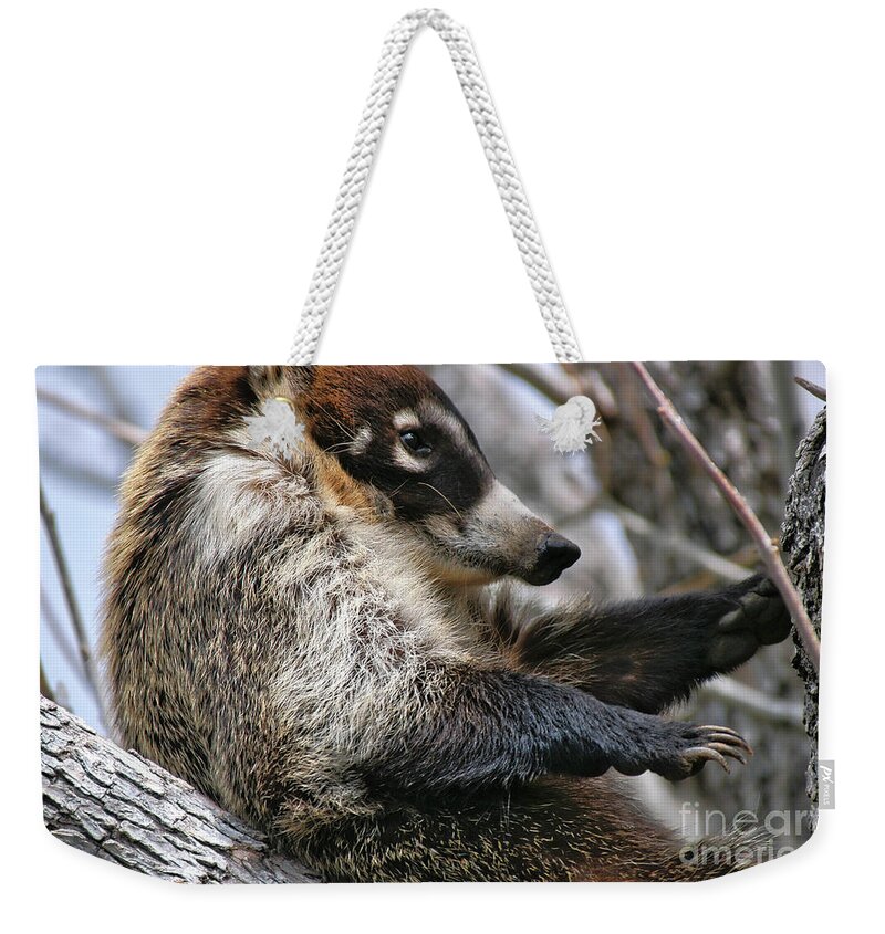 Coati Weekender Tote Bag featuring the photograph White-nosed Coati 3 by Al Andersen
