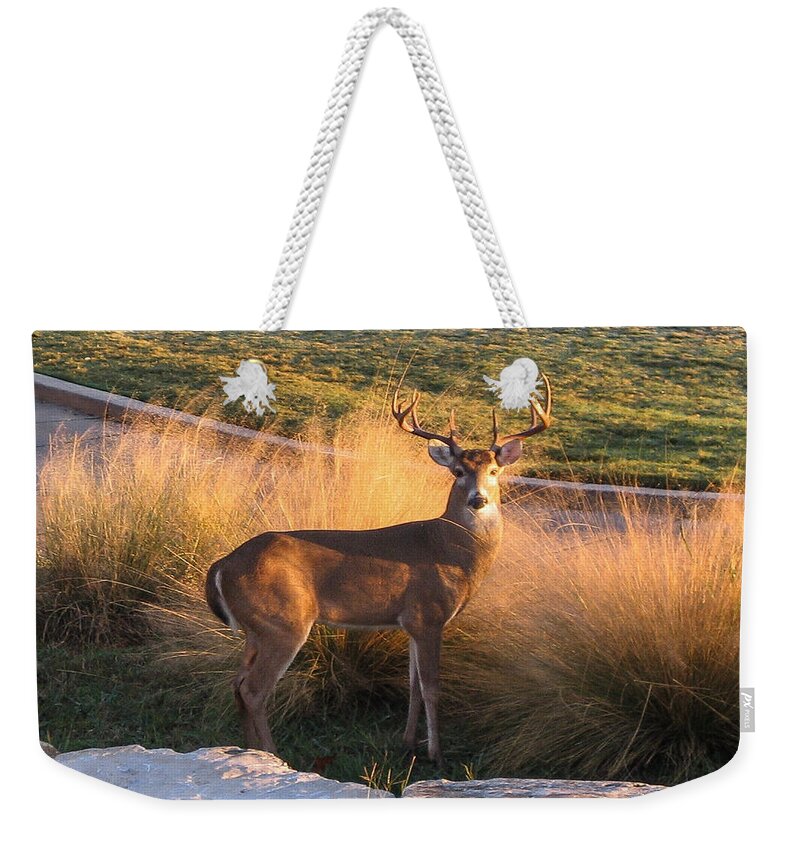 Deer Weekender Tote Bag featuring the photograph White tail by John Johnson