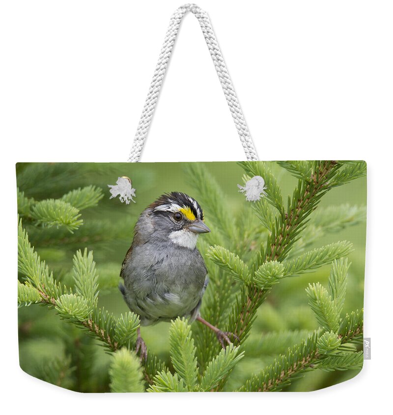 Scott Leslie Weekender Tote Bag featuring the photograph White-throated Sparrow Male In Breeding by Scott Leslie