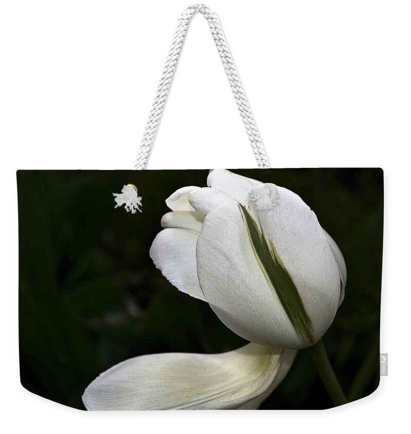 Tulip Weekender Tote Bag featuring the photograph White Tulip by Nadalyn Larsen