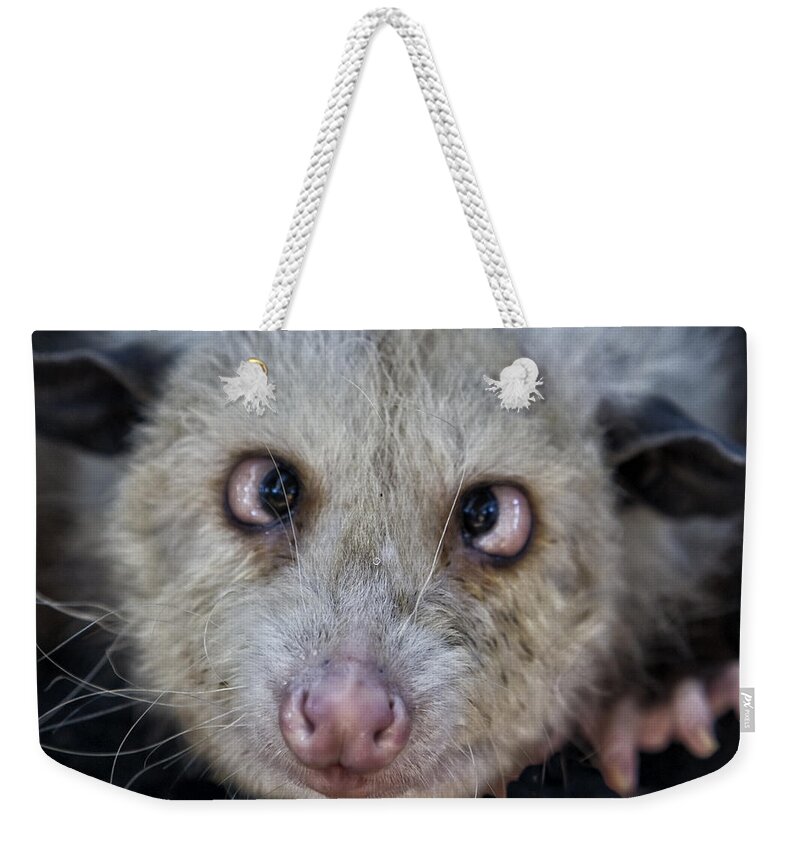 Possum Weekender Tote Bag featuring the photograph Who You Lookin At by Timothy Hacker