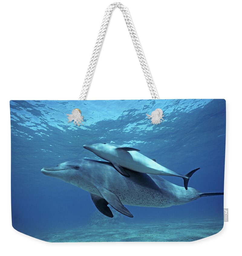 Horizontal Weekender Tote Bag featuring the photograph Wild Bottlenose Dolphins Mother & Calf by Jeff Rotman