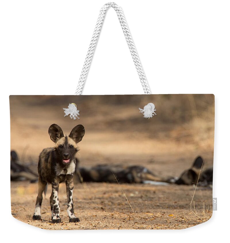 African Wild Dog Weekender Tote Bag featuring the photograph Wild Dog Puppy by Max Waugh
