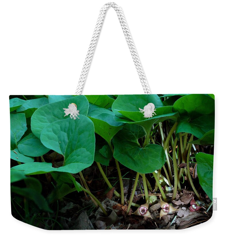 Wild Ginger Weekender Tote Bag featuring the photograph Wild Ginger or Asarum canadense by Daniel Reed