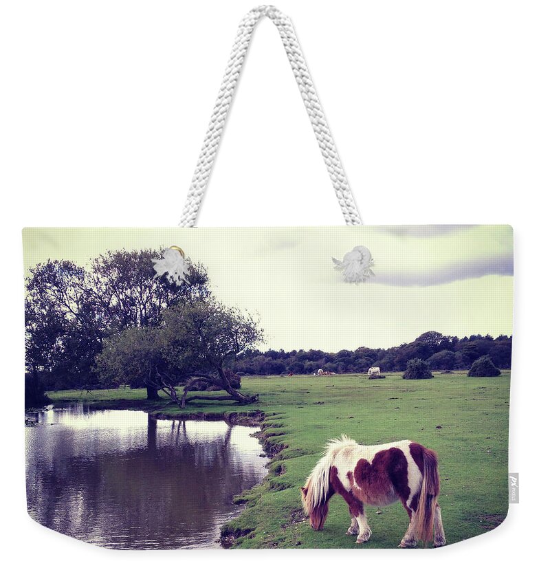Horse Weekender Tote Bag featuring the photograph Wild New Forest Pony Eating Grass By by Projectb