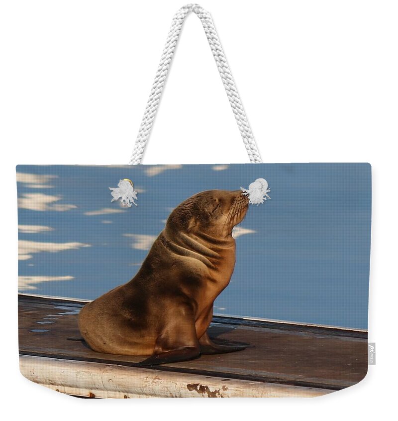 Wild Weekender Tote Bag featuring the photograph Wild Pup Sun Bathing - 2 by Christy Pooschke