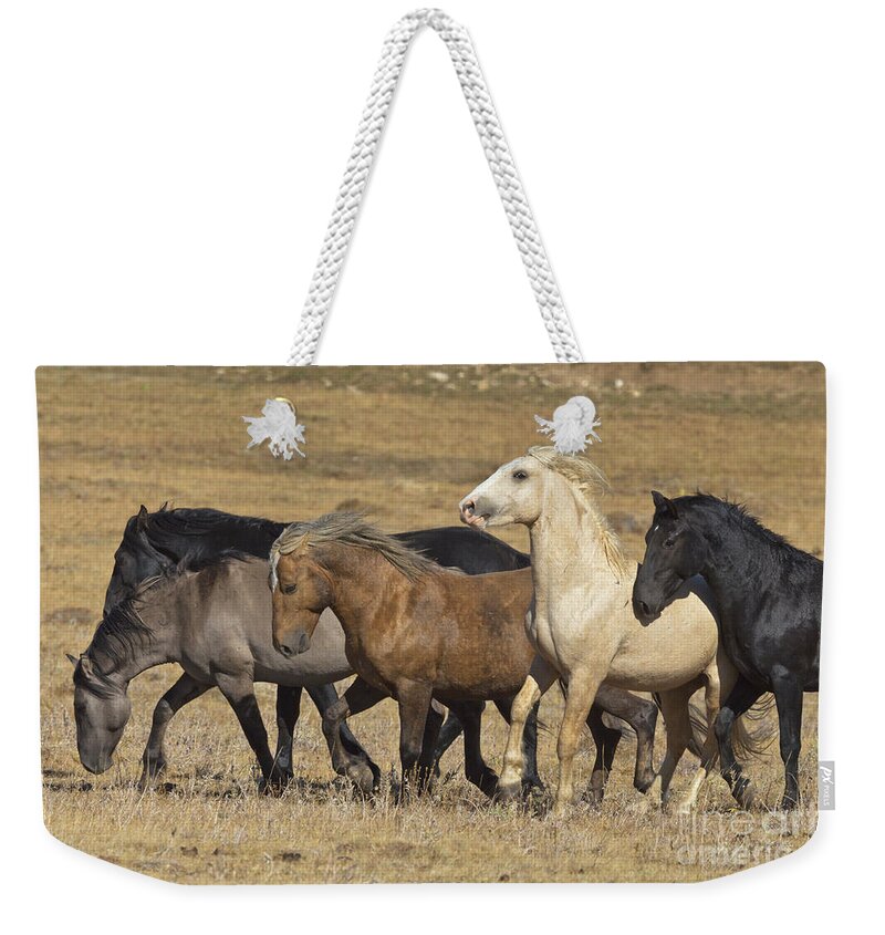 00537206 Weekender Tote Bag featuring the photograph Wild Stallion Herd Pryor Mountain by Yva Momatiuk and John Eastcott