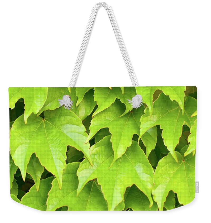 Outdoors Weekender Tote Bag featuring the photograph Wild Vine Parthenocissus Tricuspidata by Neyya