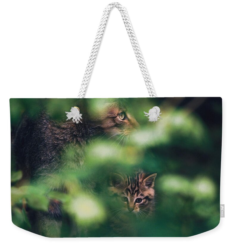 Alert Weekender Tote Bag featuring the photograph Wildcat with kitten by Ulrich Kunst And Bettina Scheidulin
